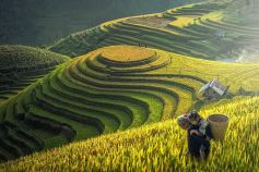 2N1D TREKKING SAPA LOCAL VILLAGE TOUR FROM HANOI WITH DCAR BUS TRANSFERS